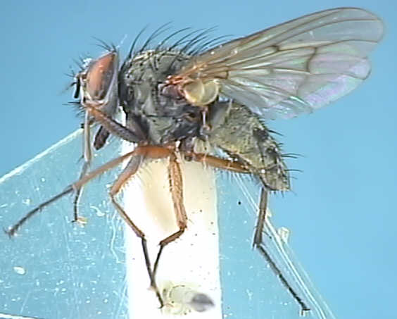 Phaonia signata